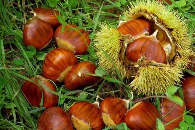 frutta secca castagne