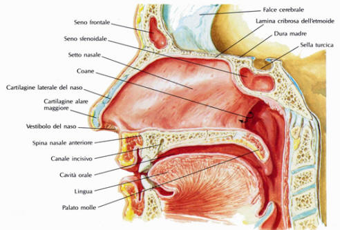 rinite allergica