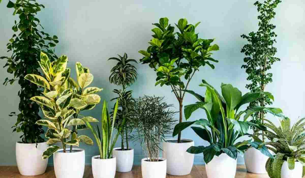 11 piante che purificano l'aria di casa