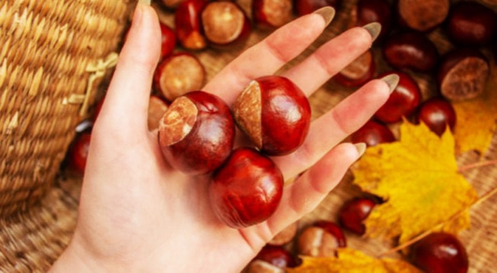 Castagne, è meglio se le fai bollire | E’ questo il trucco che usano i nutrizionisti: ora lo fanno tutti!