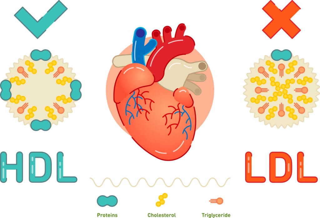 Colesterolo HDL e LDL