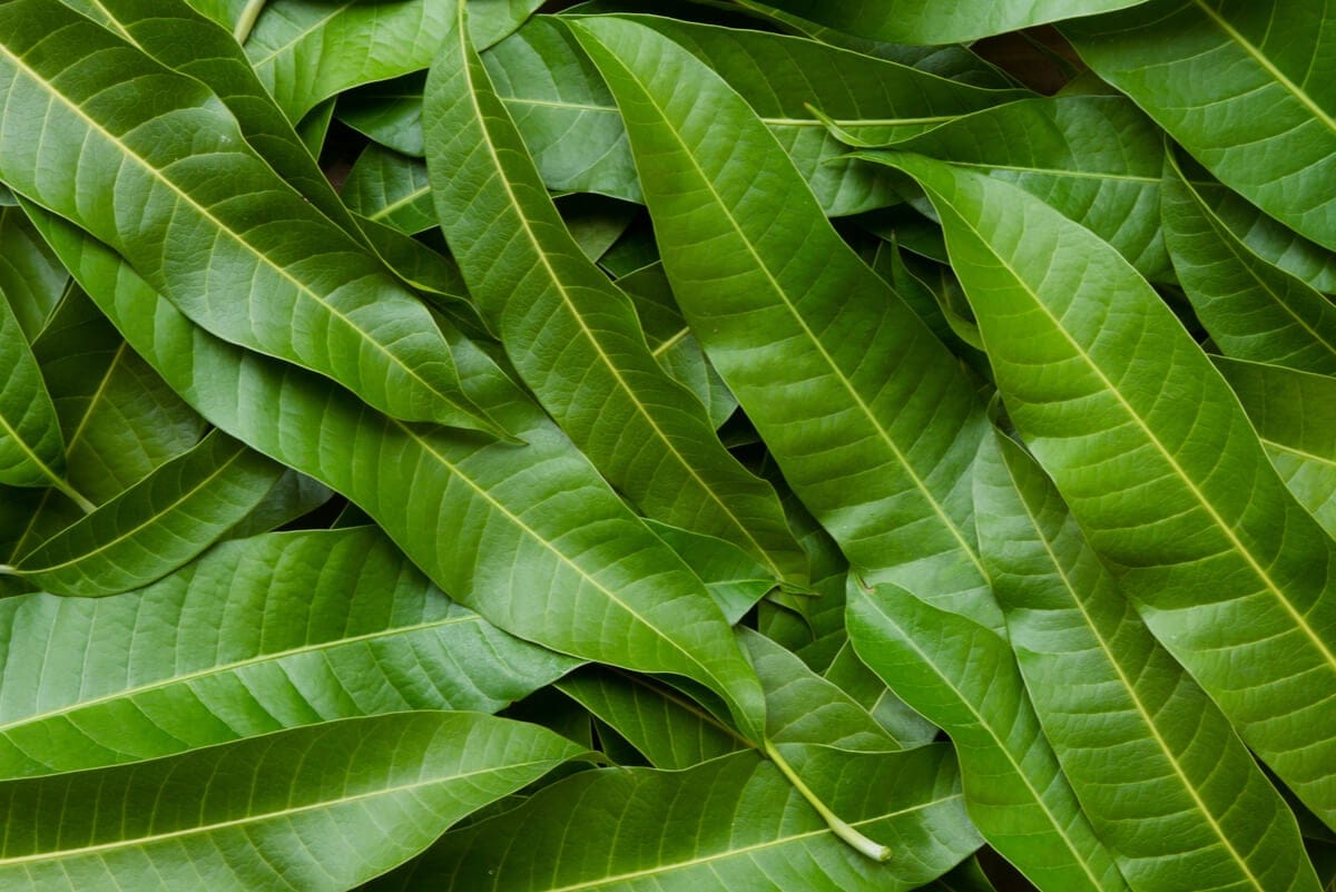 Foglie di mango