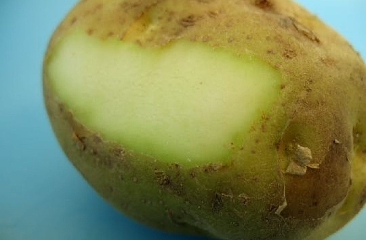 Patate verdastre, attenzione