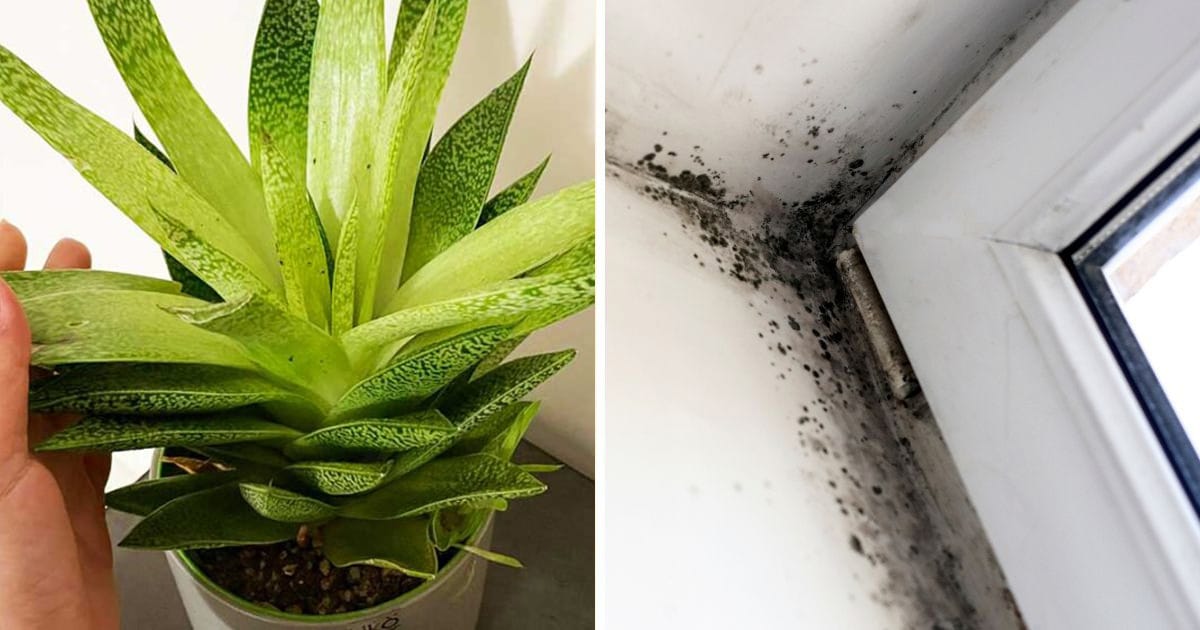 Se metti queste piante, non avrai né muffa né umidità in casa