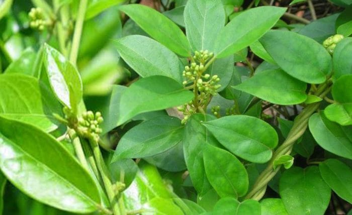 Gymnema sylvestre
