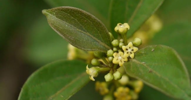 Gymnema sylvestre