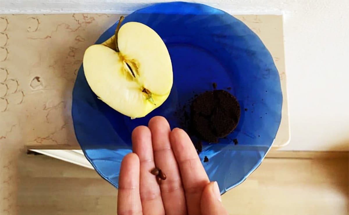 Il trucco per piantare una mela in un fondo di caffè