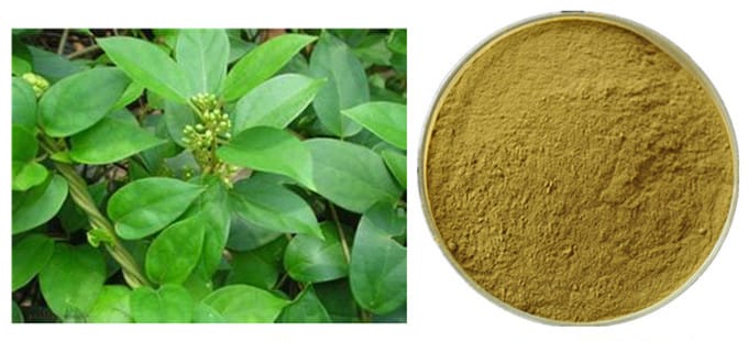 Gymnema sylvestre, come assumerla