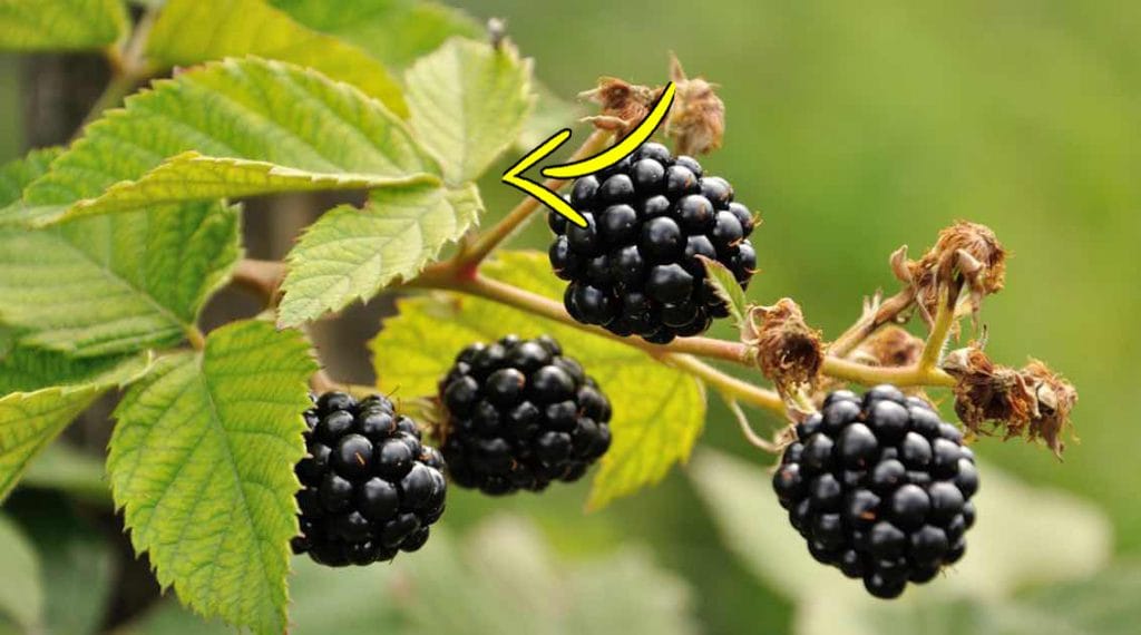 More: non solo il frutto ma anche nelle foglie è racchiuso un segreto!