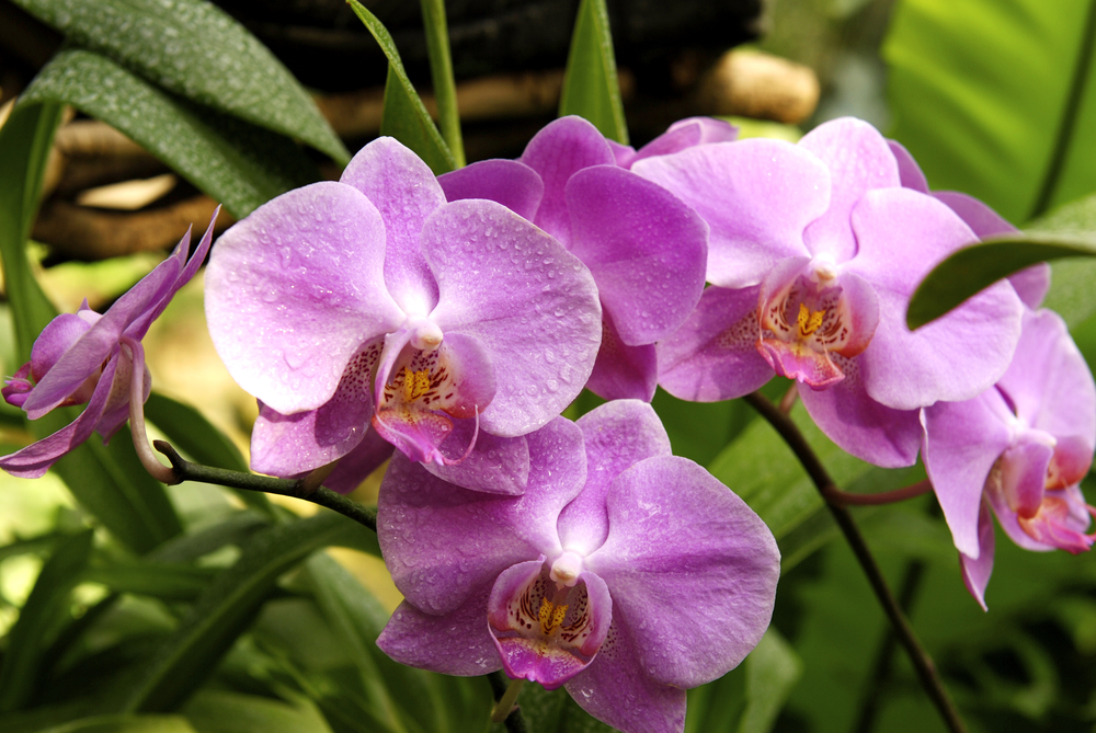 Orchidea, come farla fiorire