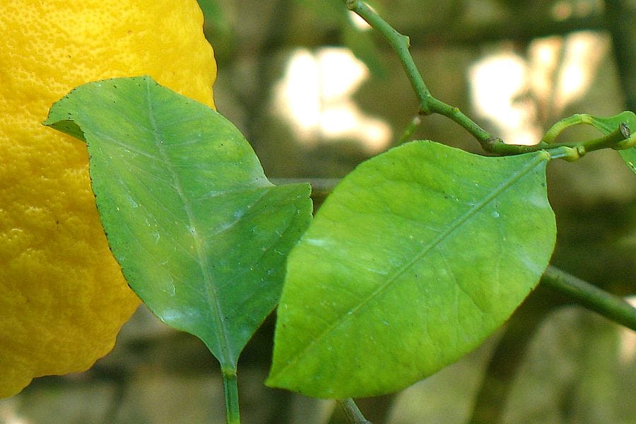 Foglie di limone