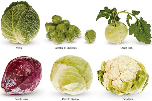 Brassicacee