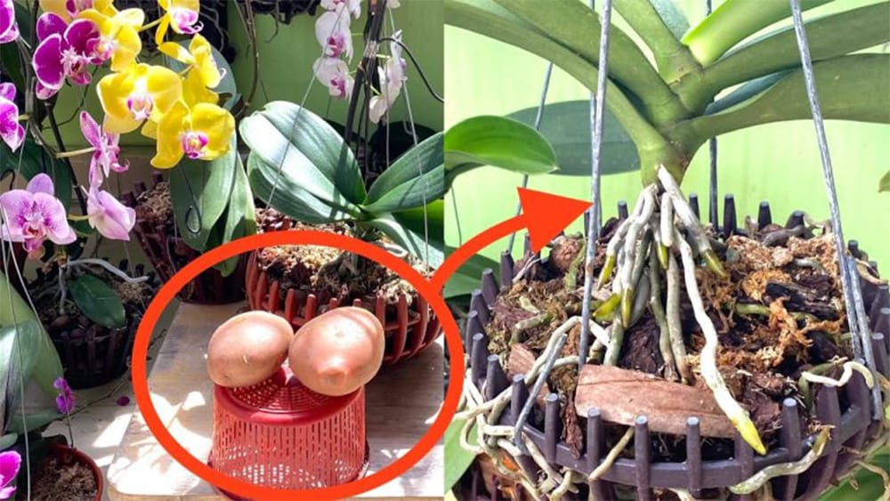 Orchidee forti con fioritura abbondante e crescita veloce? Usa la patata, è questo il trucco!