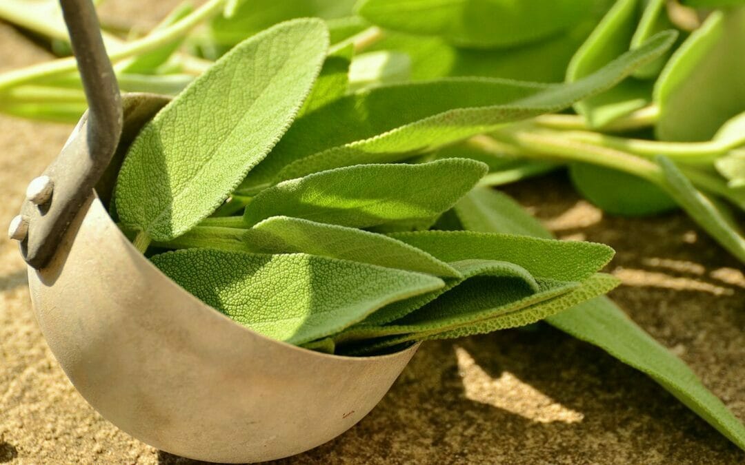 Salvia