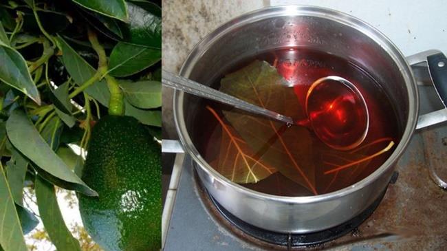 Tè alle foglie di avocado