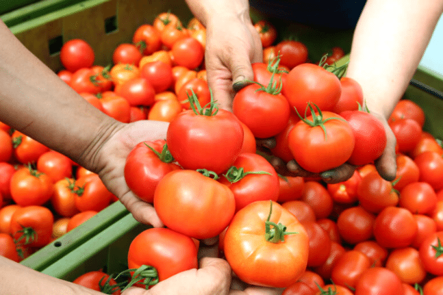 Pomodori