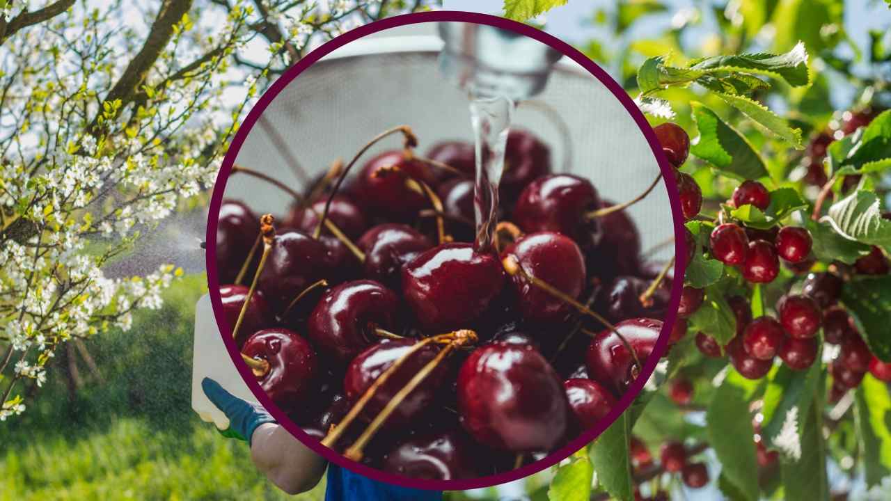 Ciliegie contaminate da pesticidi, il risciacquo non basta! Il trucco per rimuoverli non è il bicarbonato