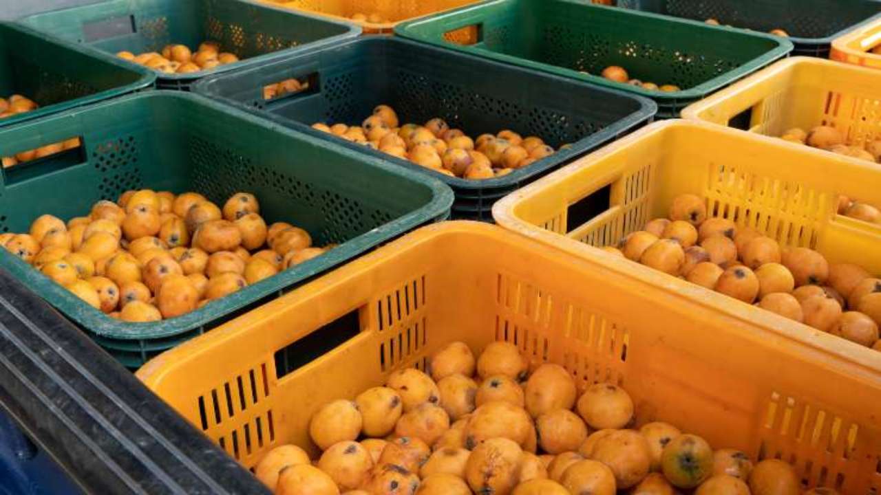 Nespole