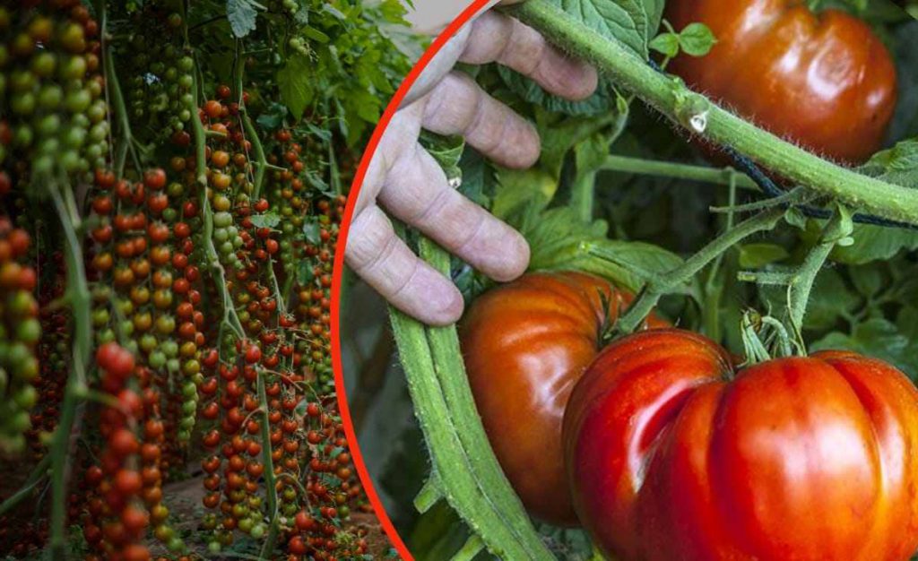 Pomodori giganti nell’orto, pazzesco: basta un cucchiaio di questo ingrediente | Lo fanno tutti i giardinieri