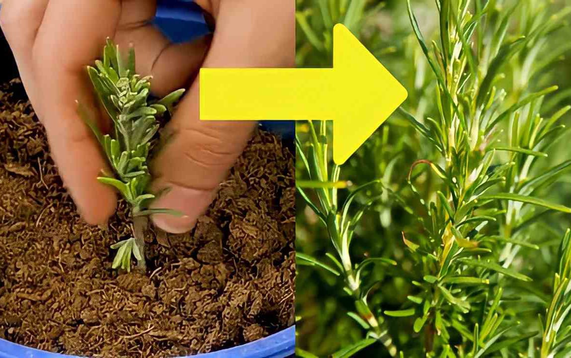 Rosmarino, pazzesco: con questo metodo lo moltiplichi gratis all’infinito: ti dura per anni