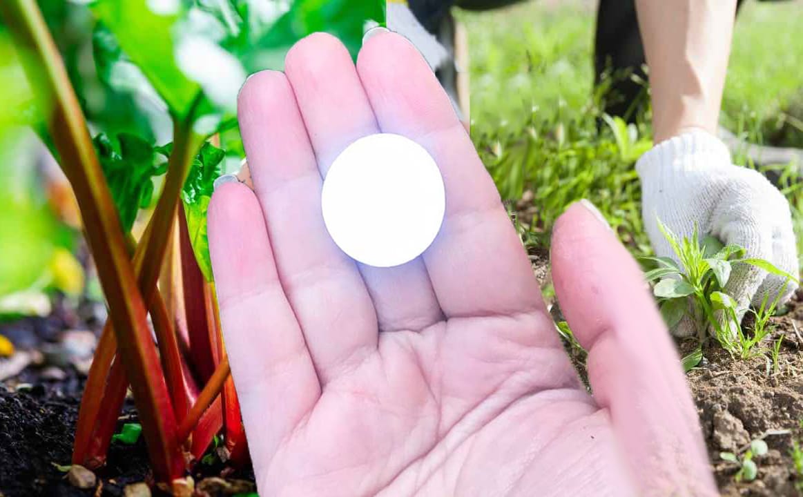 Aspirina: corri a metterla nelle piante. Non hai mai avuto un orto così!