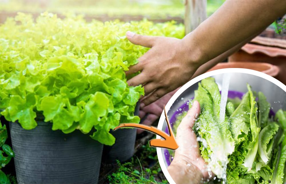 Insalata: non è mai stata così fresca | Il trucco dello chef per conservarla intatta per giorni