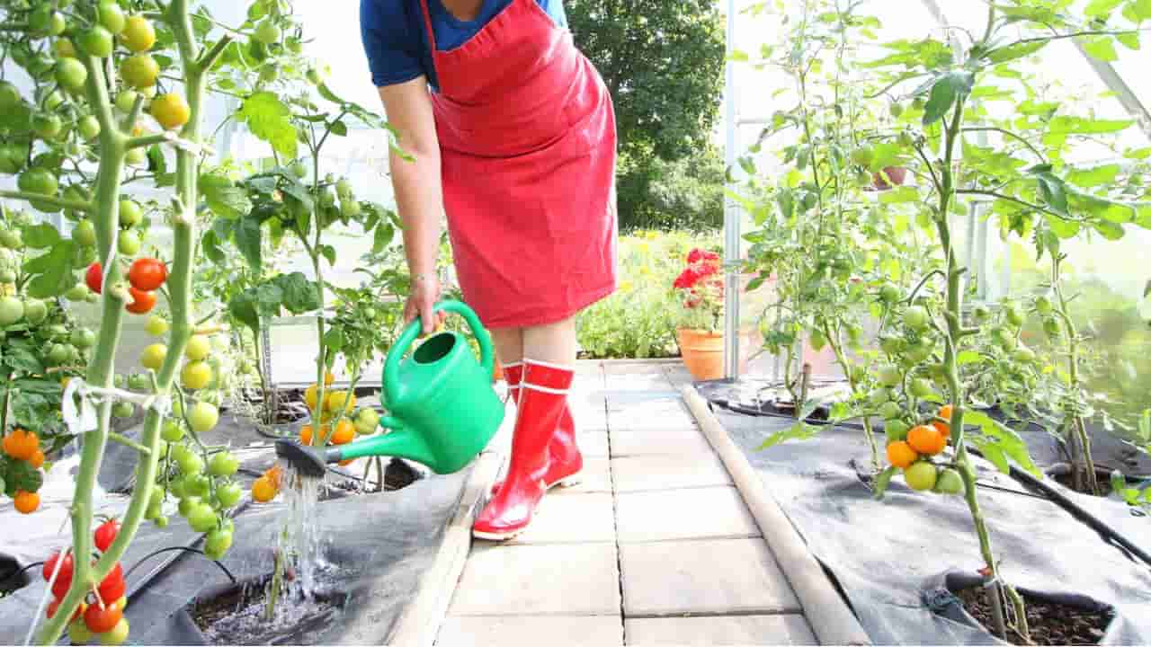 Annaffiare i pomodori