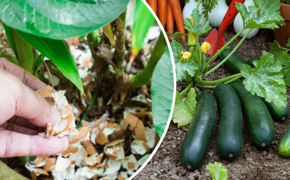 Eggshells: run and put them in the garden, you've never had a garden like this