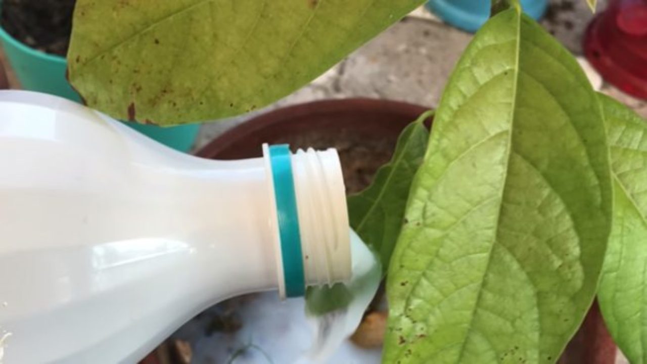 Latte nelle piante