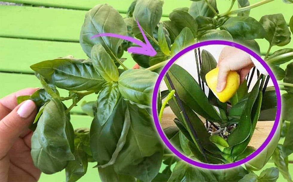 Limone, corri a metterlo nelle piante. Il trucco dei giardinieri per avere piante forti e rigogliose