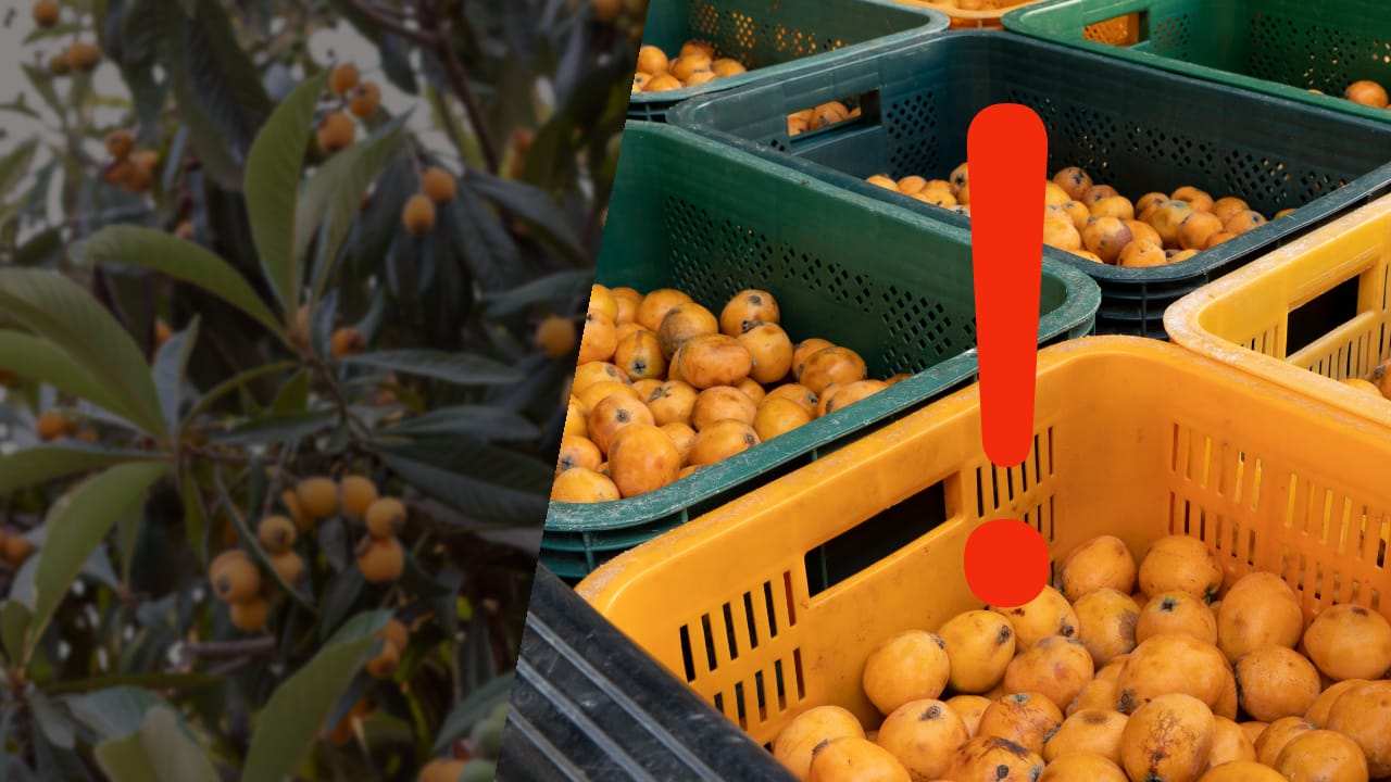 Nespole piene di pesticidi: non acquistare Mai queste al supermercato!