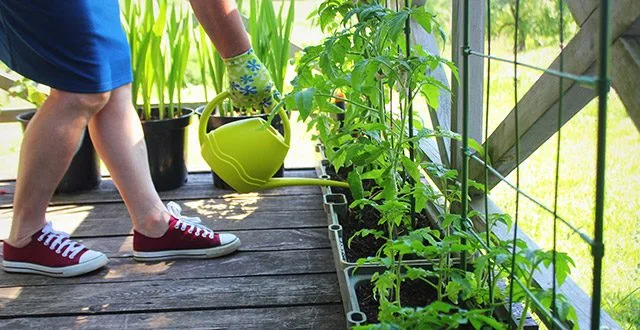 Red wine for plants