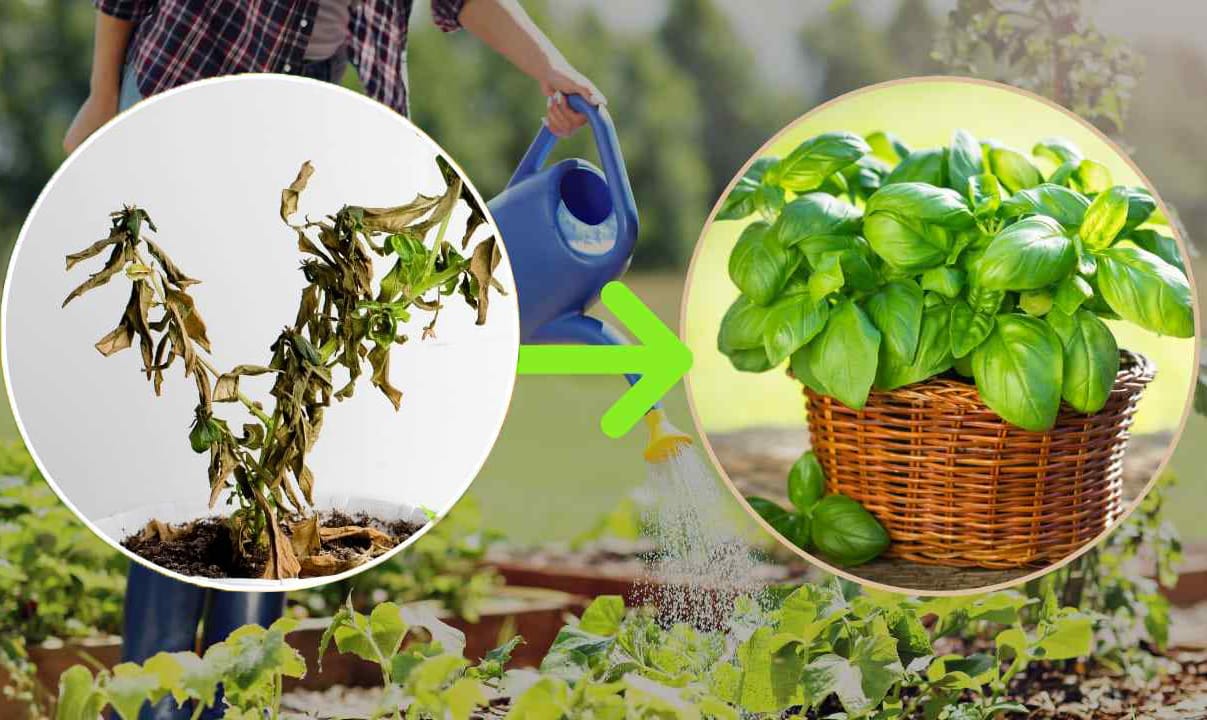 Piante secche: buttaci quetso ingredienti e non si appassiscono più!