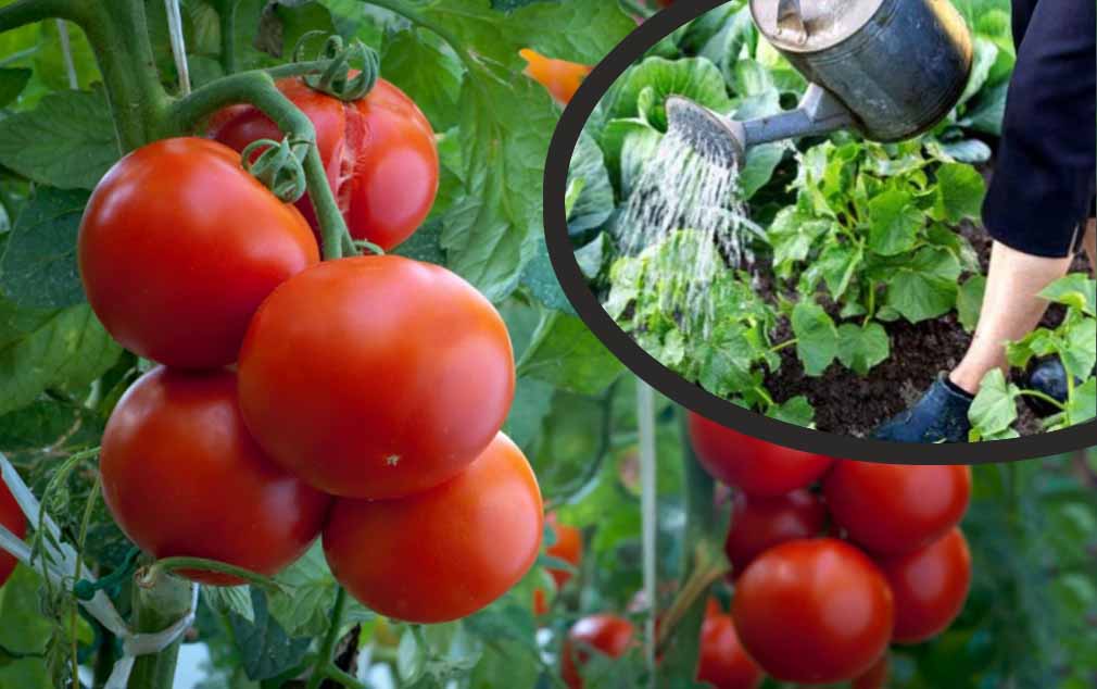 Pomodori, se li innaffi così li fai marcire: il trucco per avere piante grandi e più fruttuose