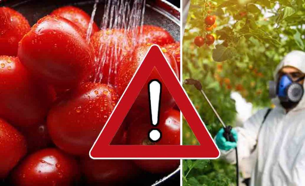 Pomodori pieni di pesticidi: solo così li fai fuori davvero! Il trucco per toglierli non è l’aceto, né il bicarbonato