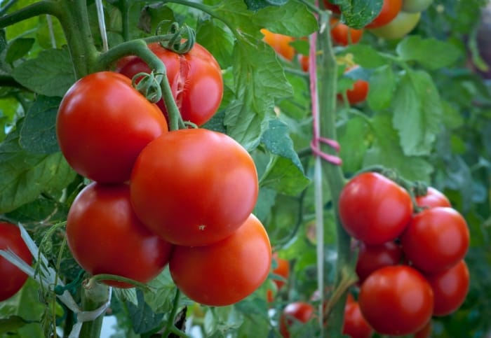 Pomodori