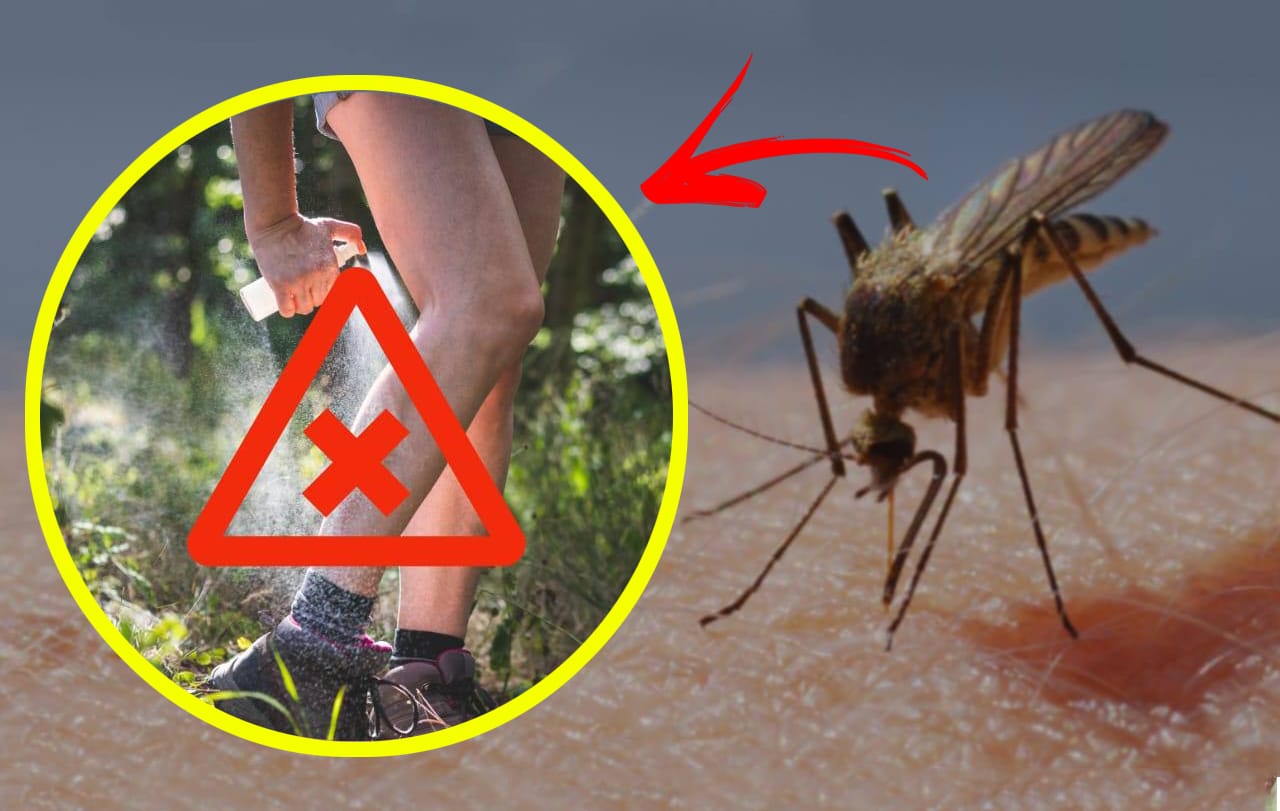 Repellenti antizanzare: la lista delle marche migliori e peggiori secondo Altroconsumo