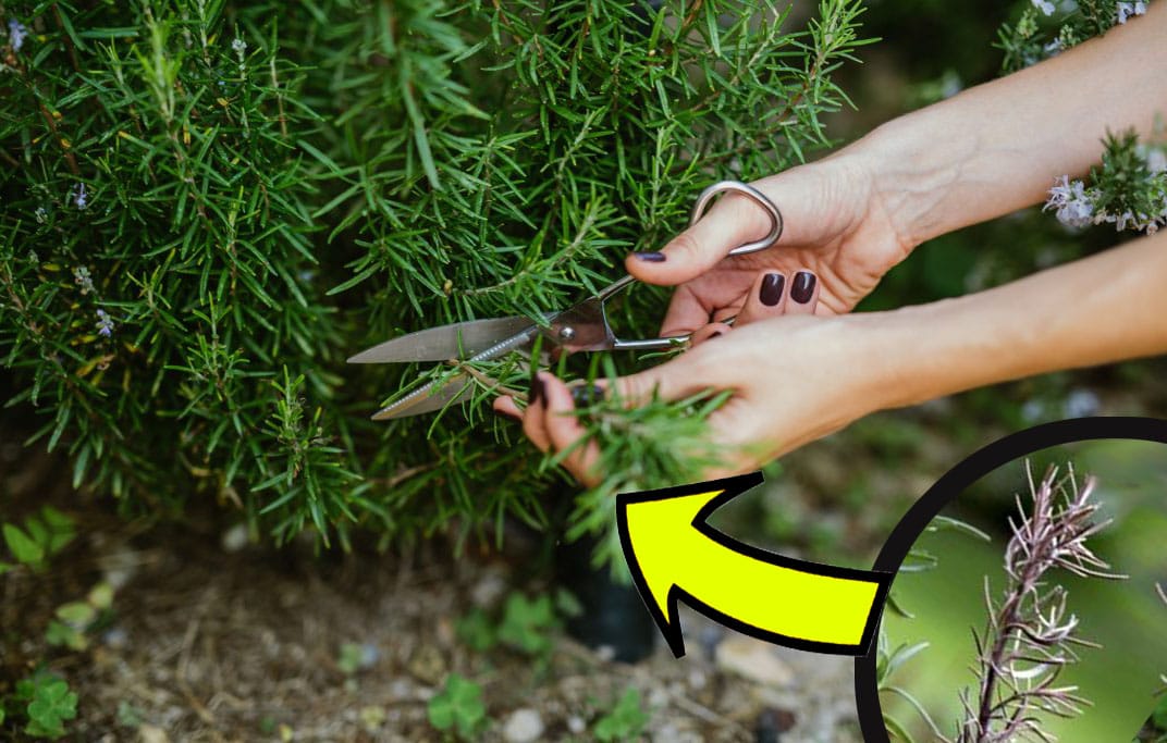 Rosmarino, mai più secco con poche foglie. Il trucco dei giardinieri per averlo bello rigoglioso