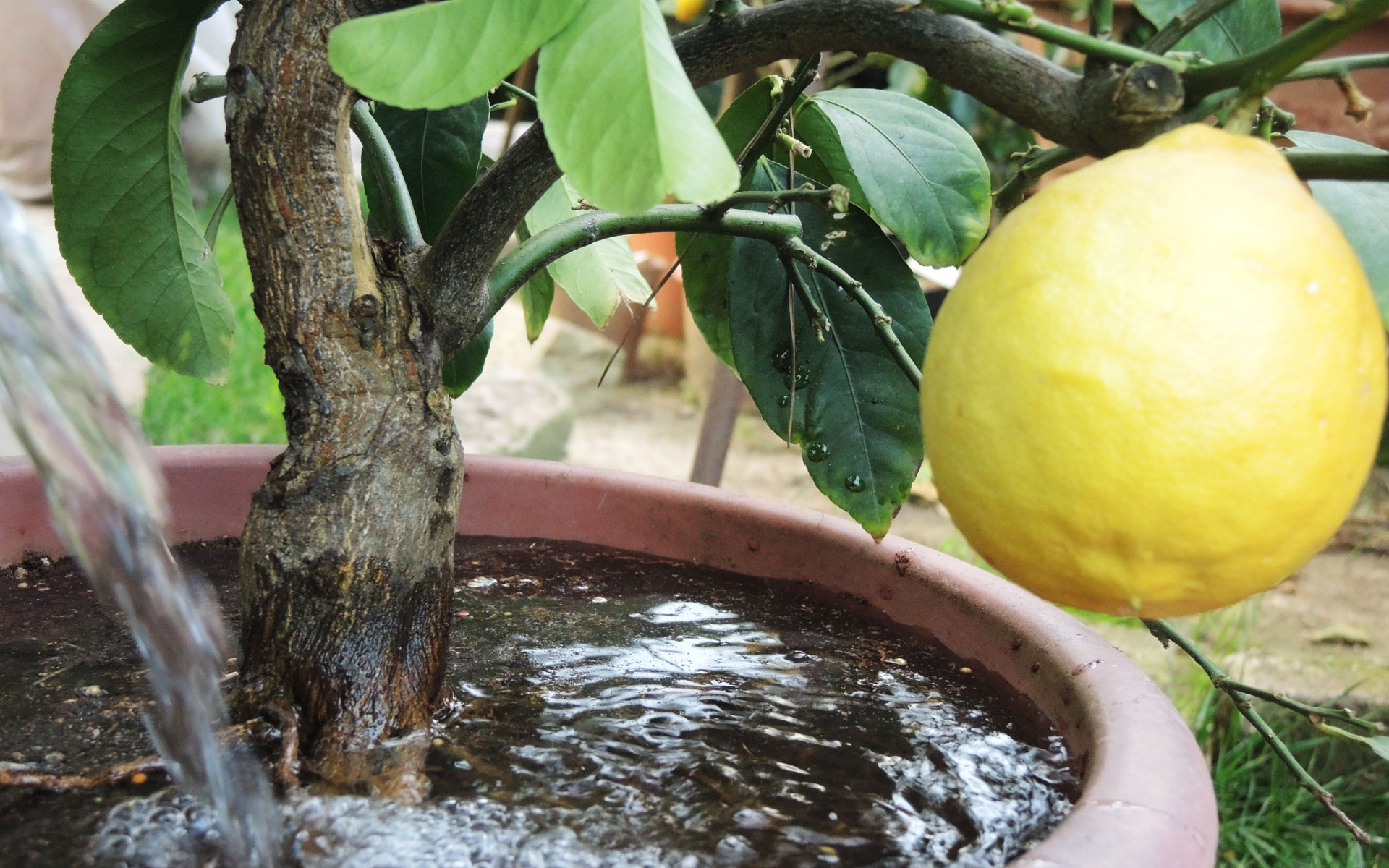 Irrigare il limone