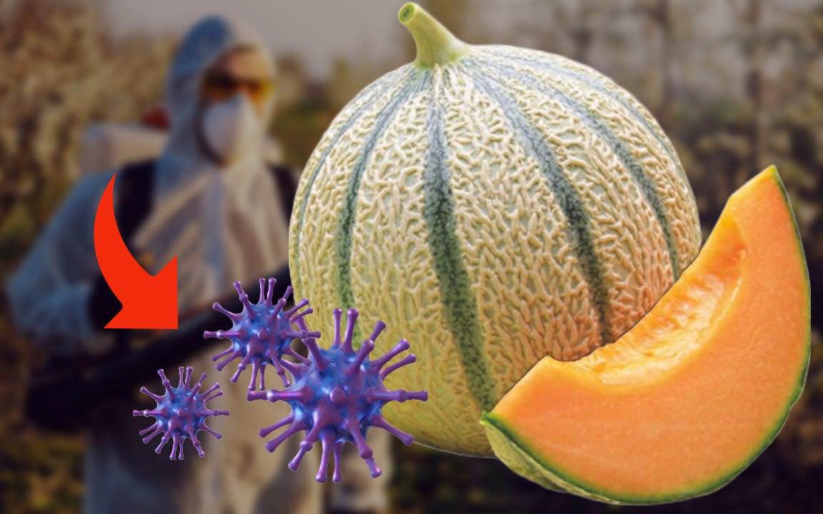 Meloni e cocomeri: trovati pesticidi in 13 campioni, se ne salvano pochi!