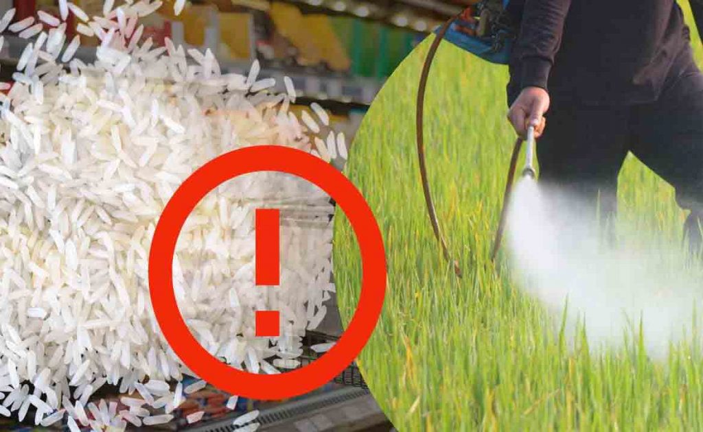 Riso, trovati pesticidi in più della metà delle marche | Tra i peggiori Carrefour, si salva Lidl: ecco la lista!