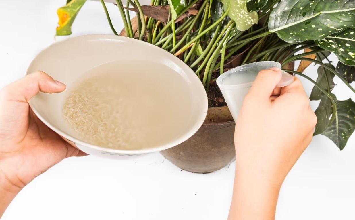 acqua-di-cottura-della-pasta-nelle-piante-2-2036288