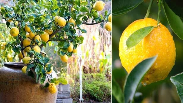 Albero di limone