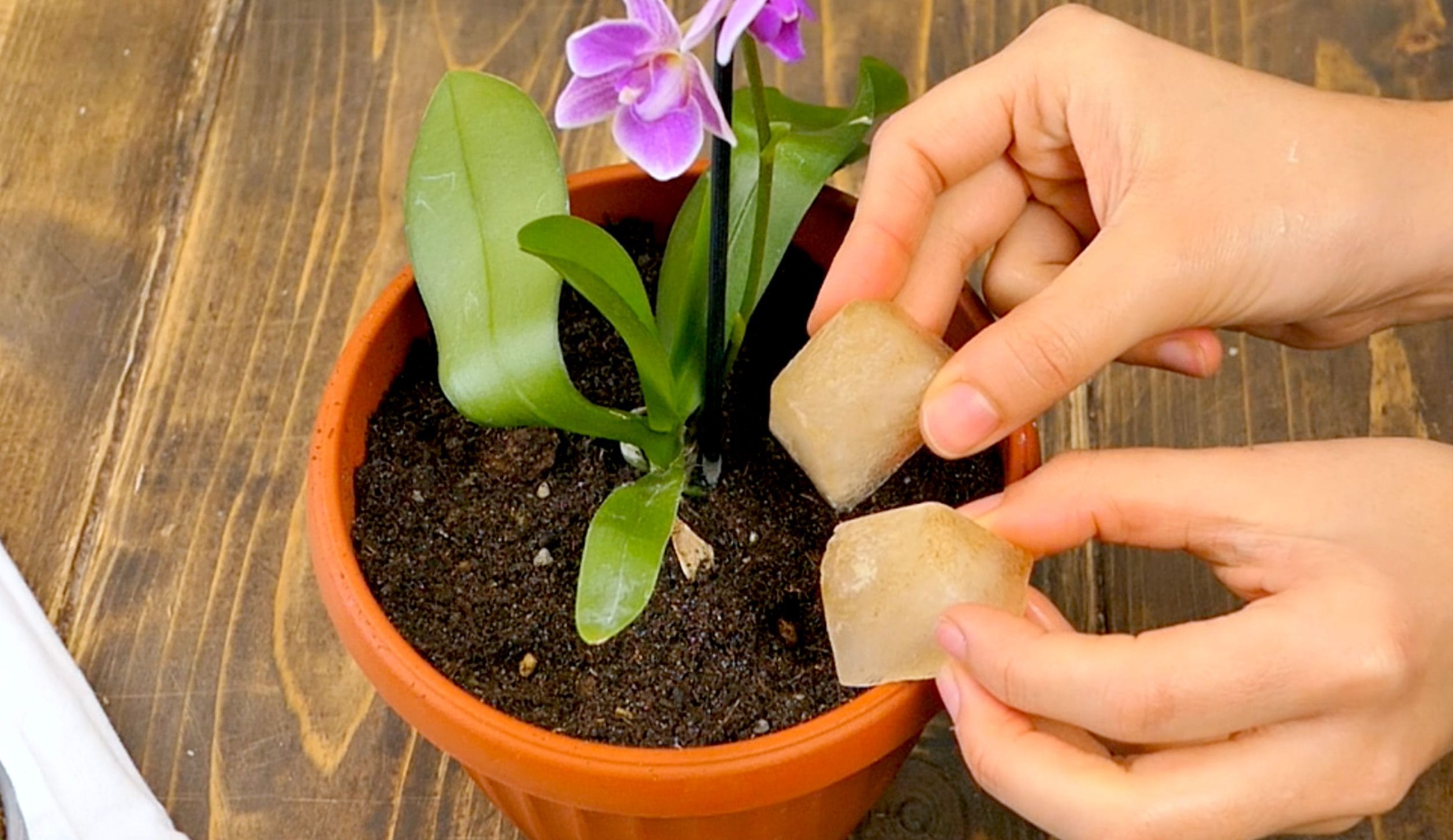 Cubetti di ghiaccio nelle piante