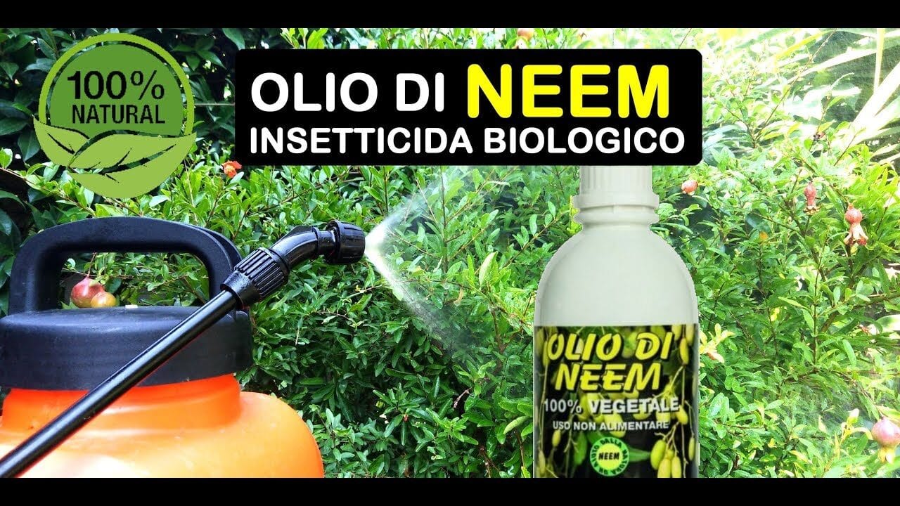 Olio di neem