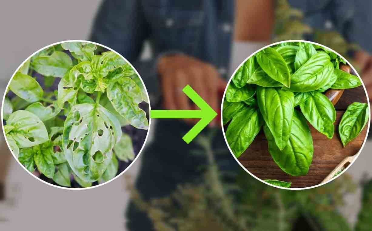 Basilico: foglie raggrinzite, nere e bucate. Usa questo ingrediente per farle tornare come nuove