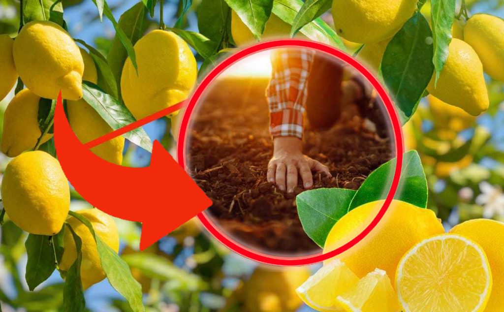Limoni, concimali così: avrai un albero di frutta abbondante e rigoglioso fino ad autunno | Meglio che dal vivaio!