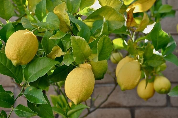 Limoni