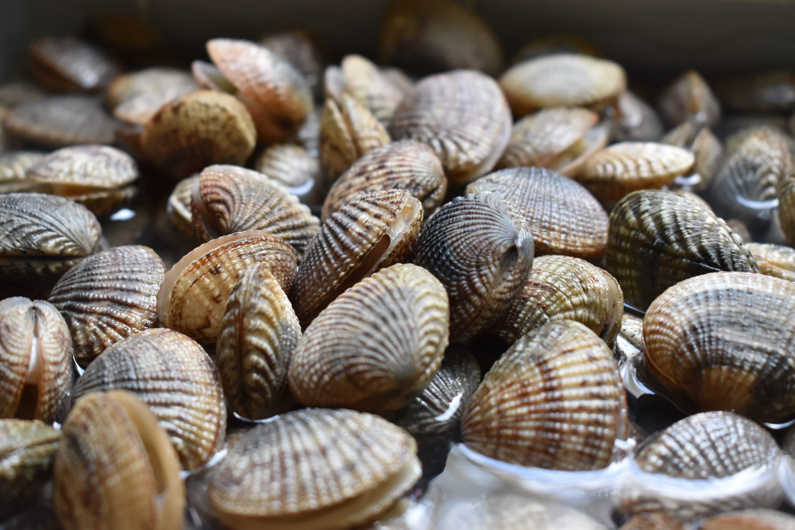 Vongole introvabili