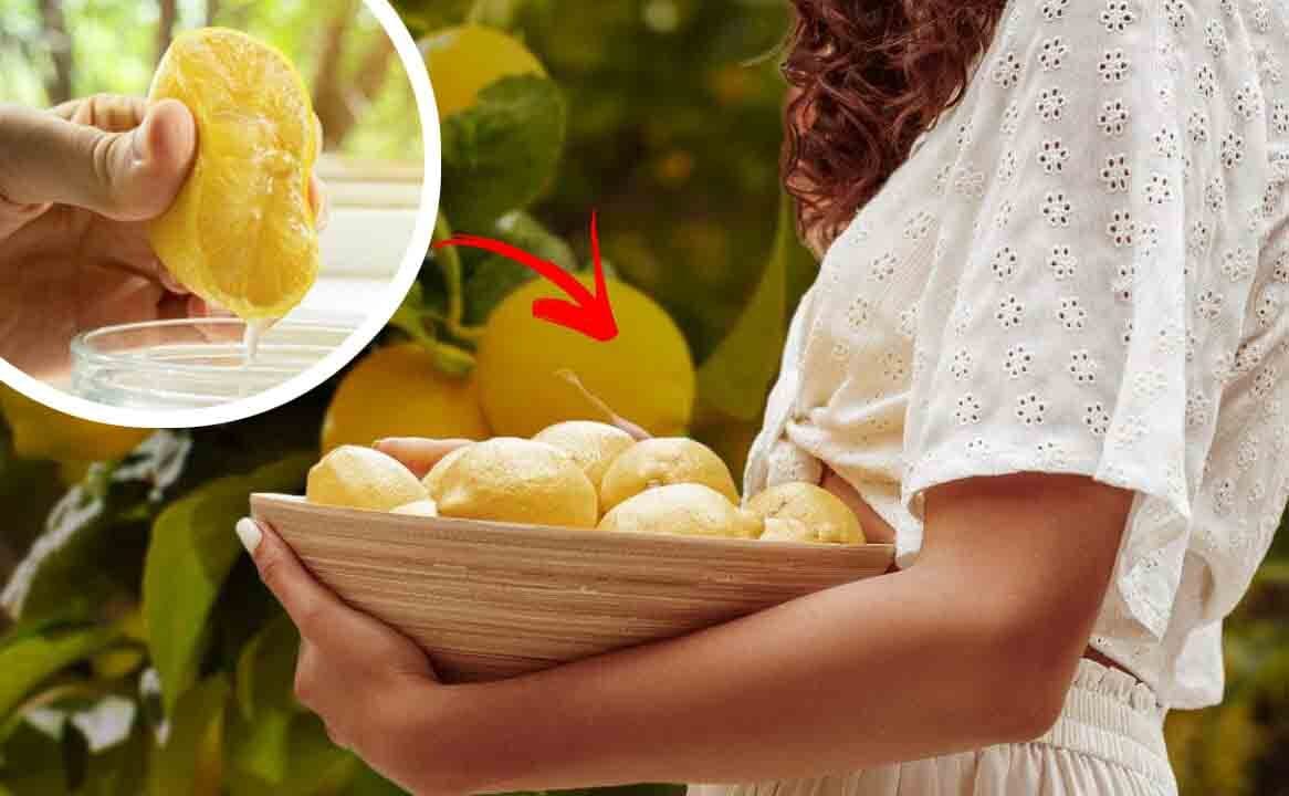 Albero di limone: pieno di frutta per tutta l'estate: il trucco dei giardinieri